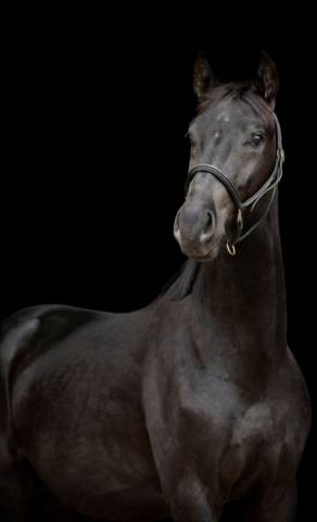 Superbe hongre dressage par Don juan 