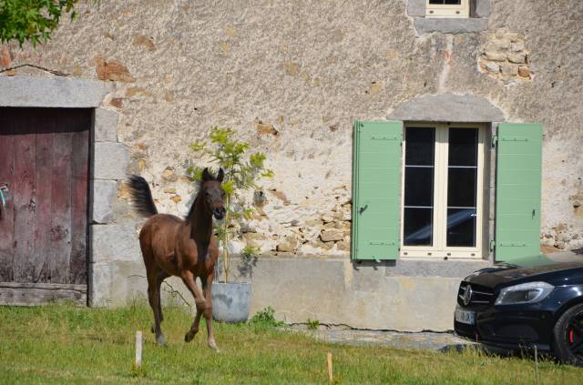 poulain de l'année mâle bai pur sang arabe