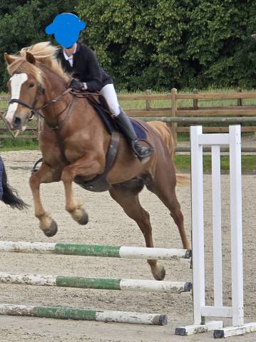 Ponette D PFS, très gentille, sport, porteuse