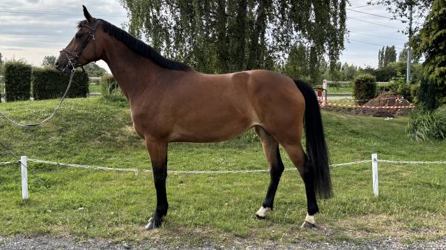 À vendre Julia 