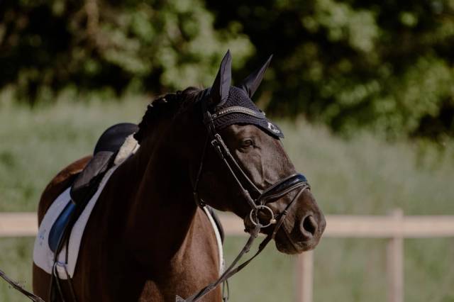 Hongre - lusitanien - 12 ans - dressage / loisir