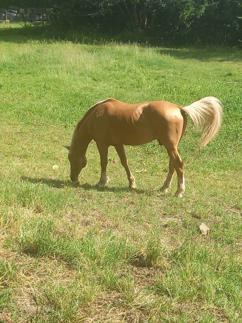 Elevage palomino  et arabe  baisse de prix!!!
