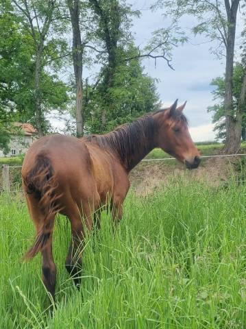 Pouliche oldenbourg dressage