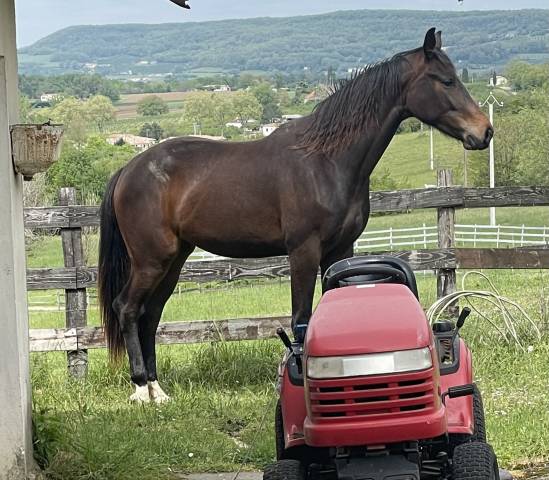 Jument kwpn,  gentille et pratique / dressage / cce 