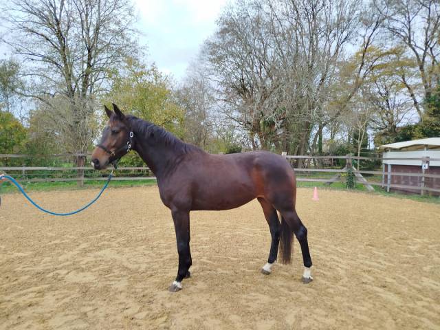 La baronnie présente 