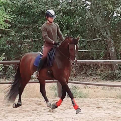 Un jeune cheval avec de la classe, du potentiel.