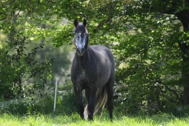 Cheval ONCS (PRE X Connemara
