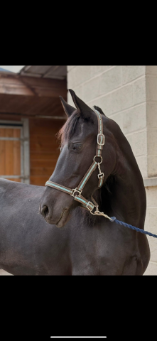 Jument CSINOS  8ans, 1m50 