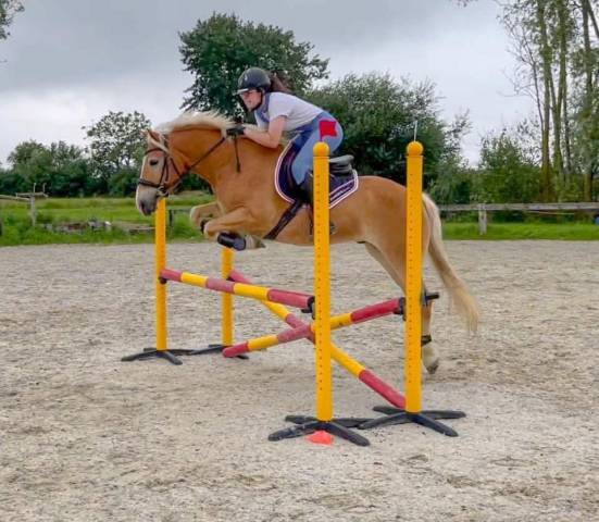 Edouardo di Anthony alias Lucky, Haflinger (hongre) plein papier 