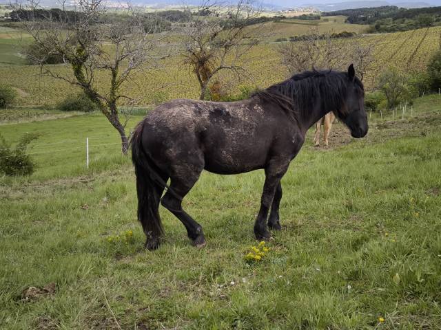 Cheval Murgese