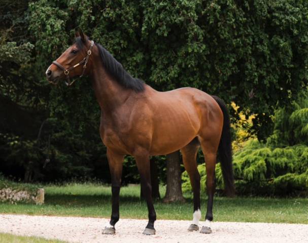 Jument pur-sang 4ans 