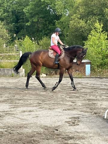 Top cheval polyvalent à prendre en DP