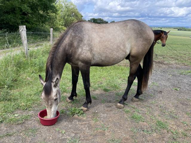 Poulain 2 ans AES 