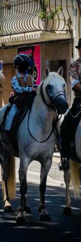 Jument PP Camargue 6 ans 