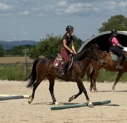 Jument selle français 14 ans 