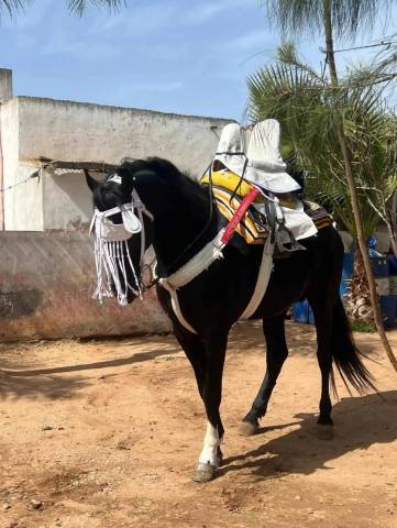 L’Éclair Noir – Magnifique cheval Barbe pour Fantasia