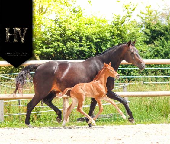 Male kwpn Apache x Goldstar x Maximus HP 