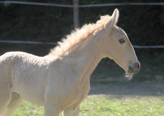 Pouliche Palomino de parents lusitaniens : l'élégance !