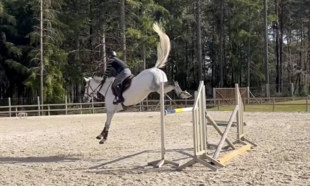 Jument de 7 ans idéale amateur cso 