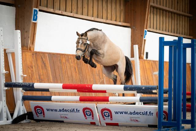 Poney welsh 3 ans 