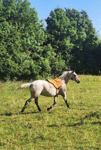 Cheval hongre 7 ans