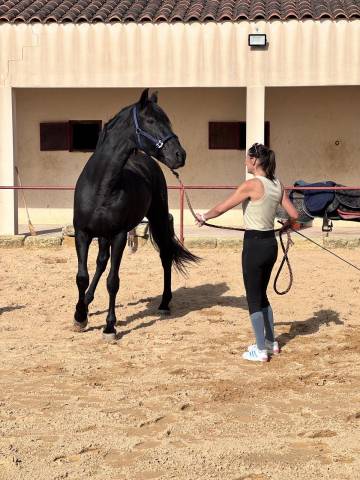 PRE hongre noir – 15 ans – Haute école / Dressage / Spe