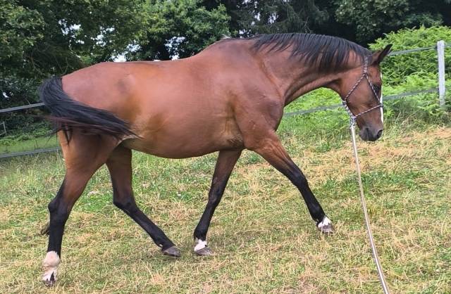 Jument dressage ou poulinière KWPN