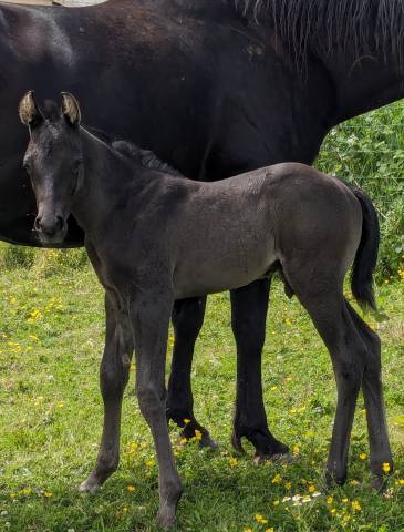 poulain paint horse