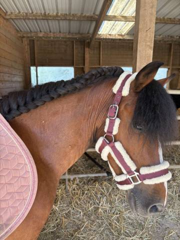 Poney à vendre urgent 