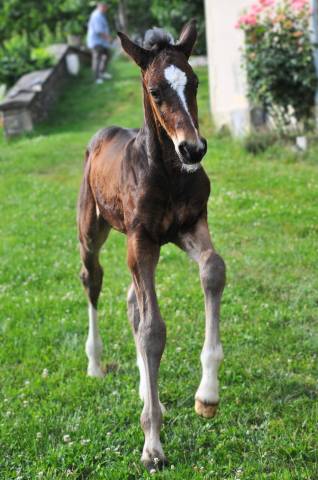 Poulain mâle Selle français 