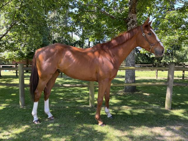 Super cheval polyvalent 
