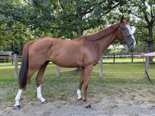 Super cheval polyvalent