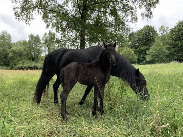 Pouliche Dartmoor pleine de charme