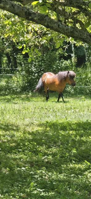 Vend poney mâle entier âgé de 14 ans