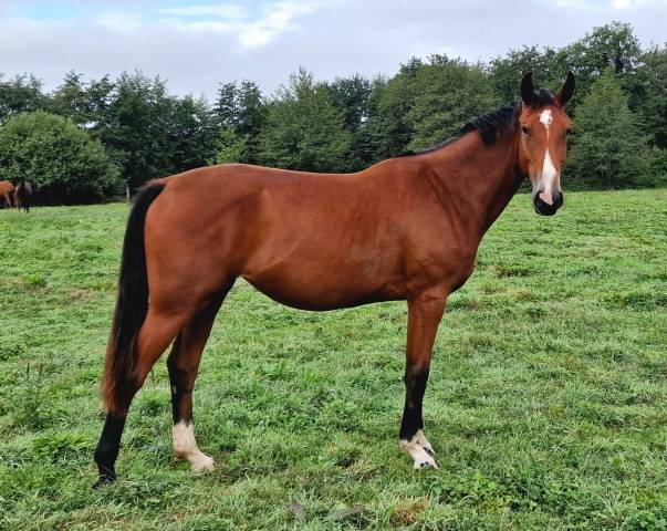 Bonne jument selle français de 2 ans