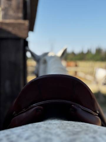 Selle de dressage Belloir Saumur 