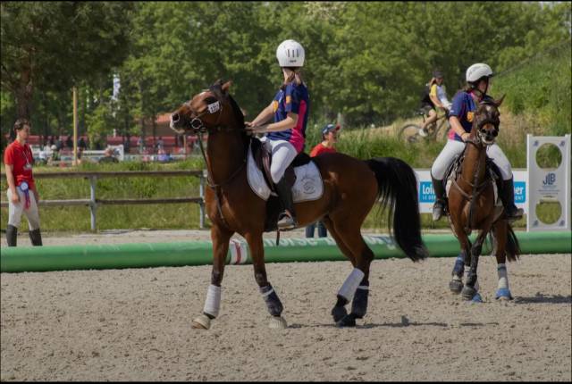 Poney D de horseball à vendre 