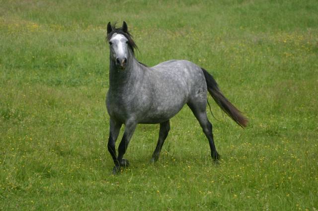 cheval espagnol