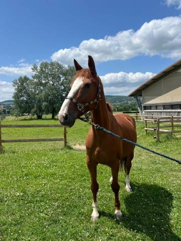 Cheval de sport 