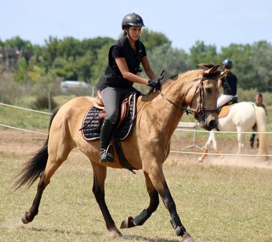 Jument onc Isabelle 4 ans