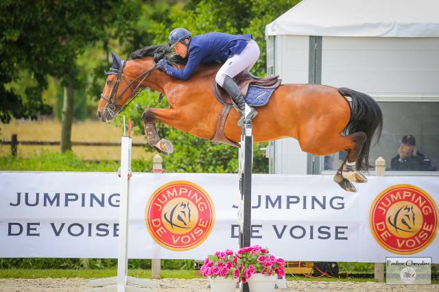 Excellent cheval de concours 130-135