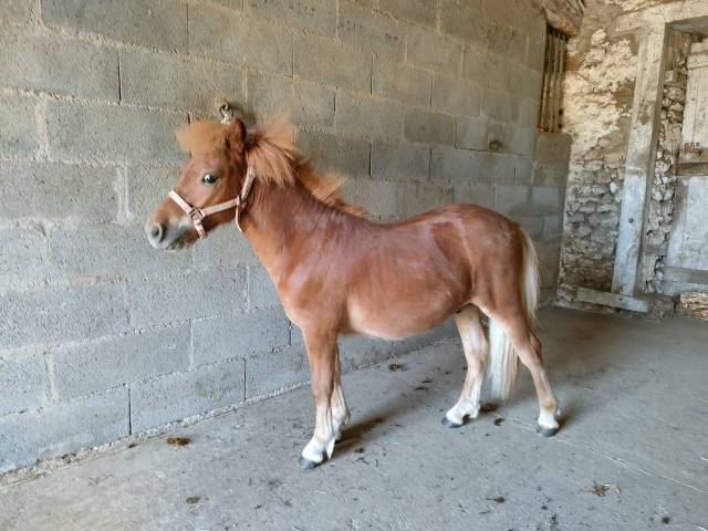 Poney shetland