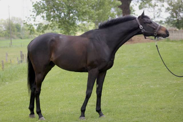 Magnifique hongre 6 ans 