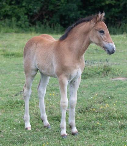 foal mâle poney à réserver