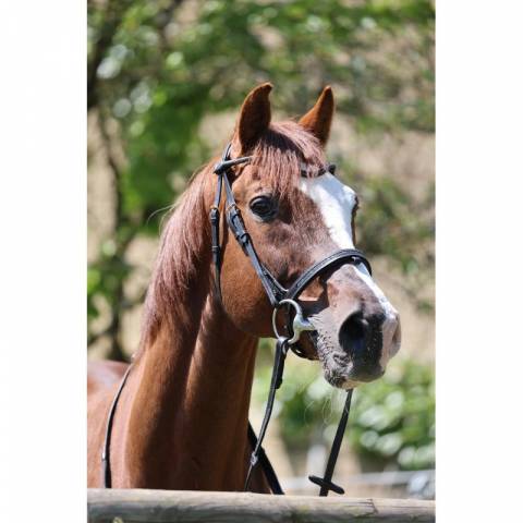 Bridon Disco - JU & PA - Galon noir