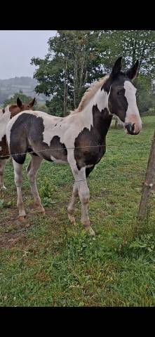 Poulain tobiano noir