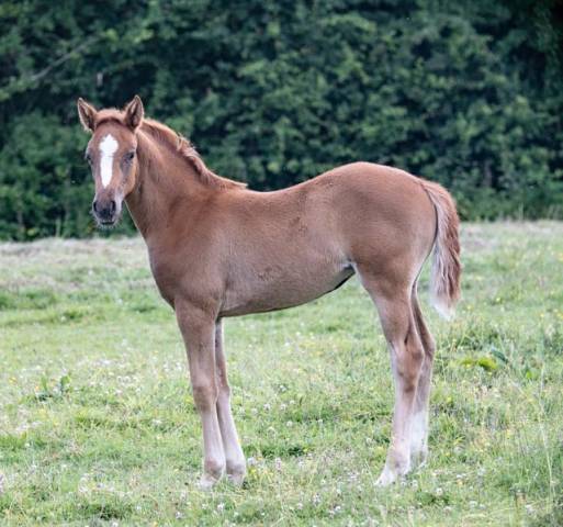 pouliche père poney et mère SF