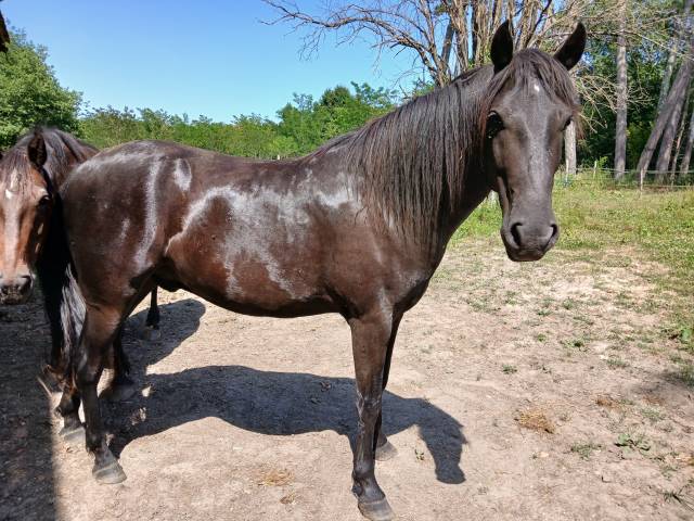 Vd cheval de 7 ans