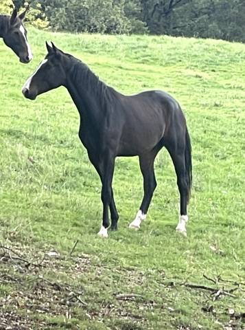 Totilas / de niro / hostens / weltmeyer ii