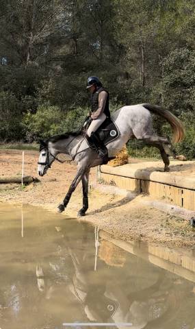 À vendre – Jument Selle Français grise de 6 ans 170 cm